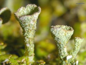 Asterochloris sp.