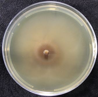 Boliniaeae sp. AZ0804 on 2% malt extract agar (MEA). Photo credit: J. M. U’Ren.