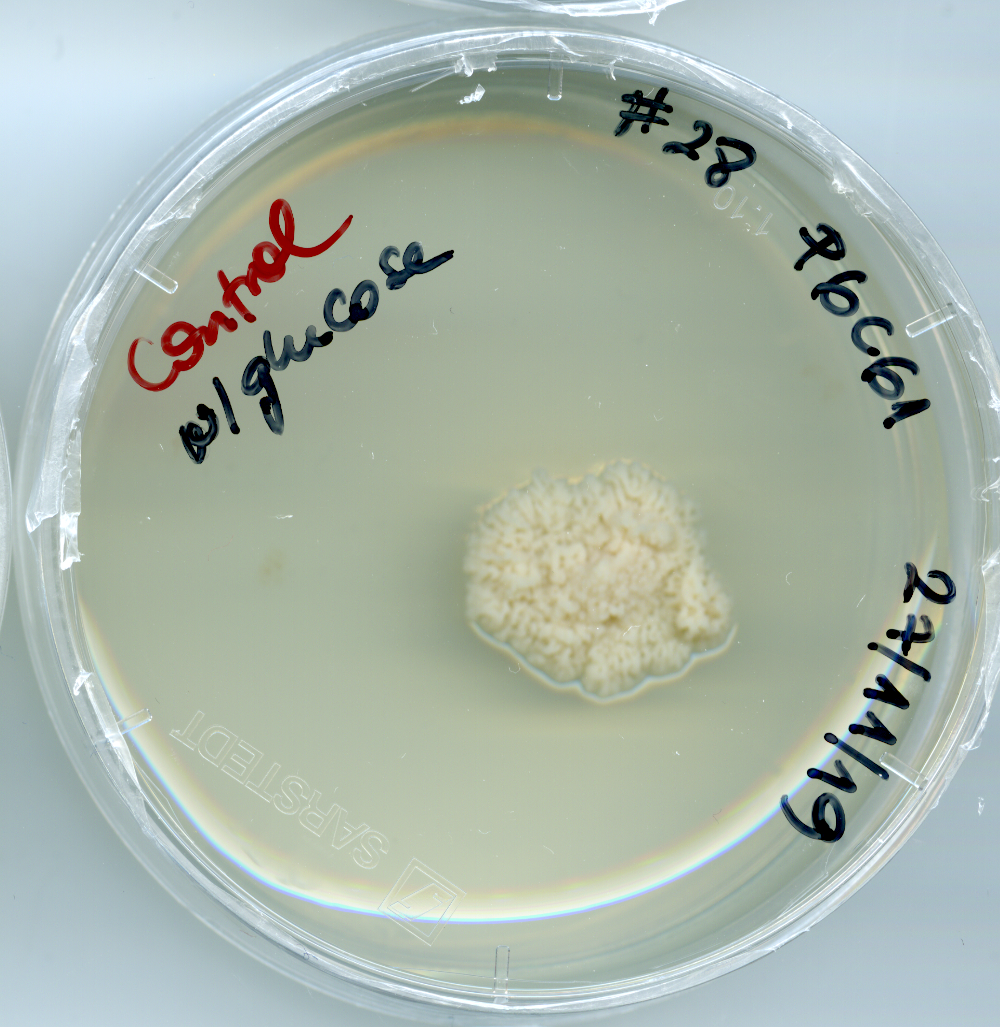 Kriegeriales isolate P6C61 growing in the lab. Image Credit: Mariana Kluge