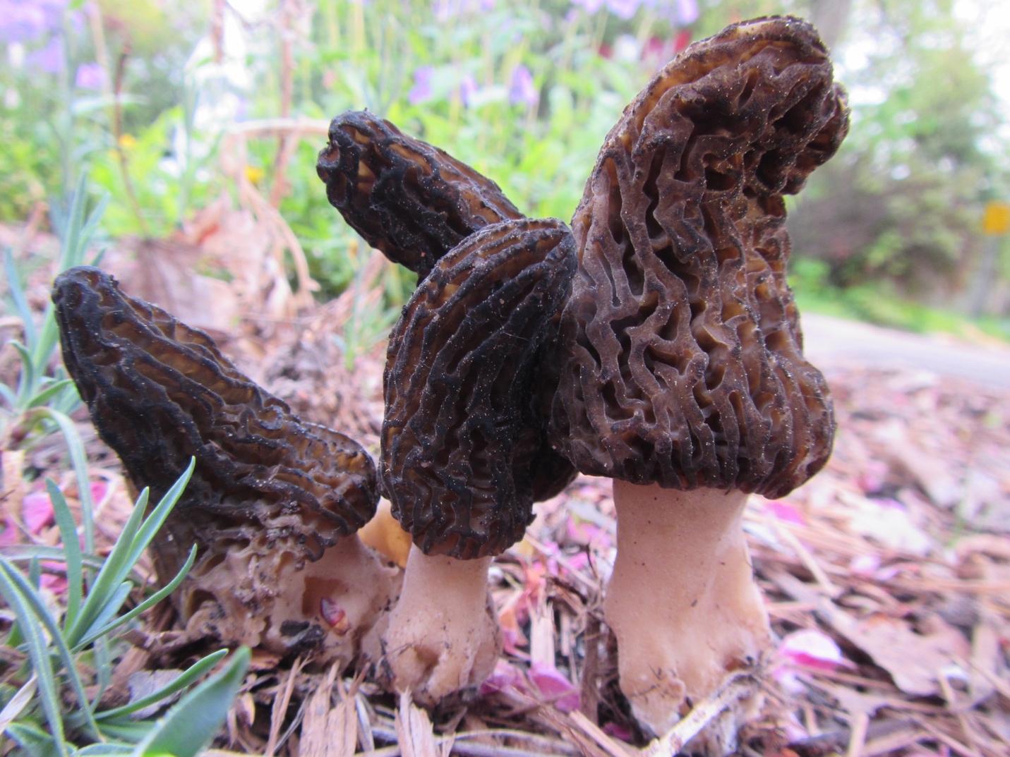 Photo of Morchella angusticeps NRRL 20909 v1.0