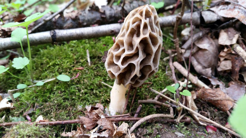 Photo of Morchella diminutiva NRRL 26603 v1.0
