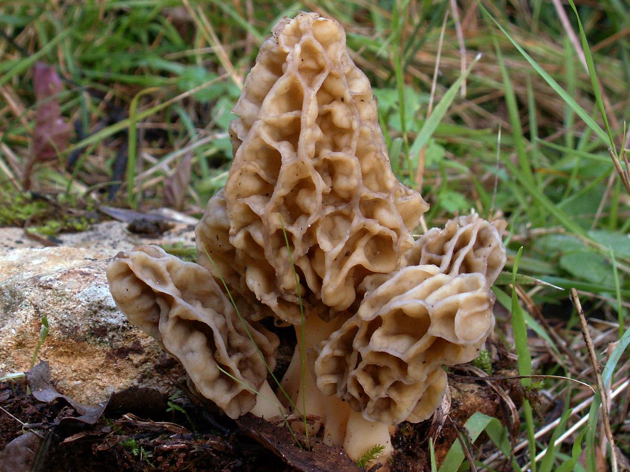 Photo of Morchella sp. GAL PhC 278 v1.0