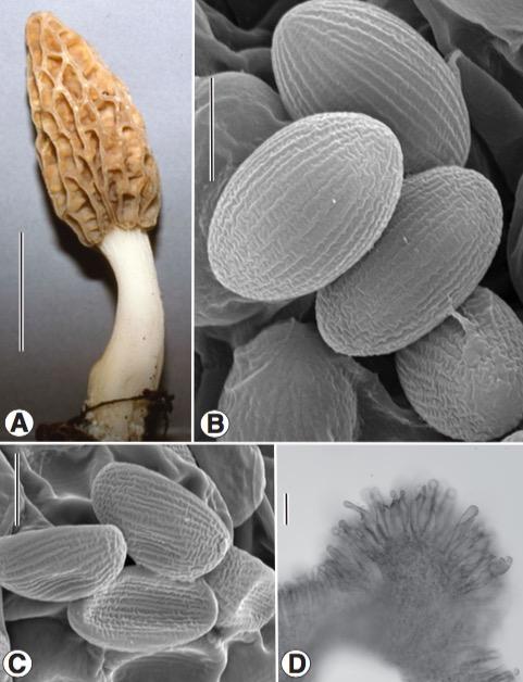 Photo of Morchella hispaniolensis NRRL 26637 v1.0