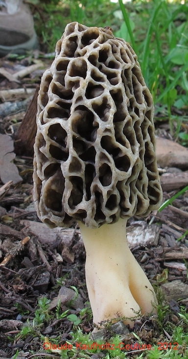 Photo of Morchella prava NRRL 20872 v1.0