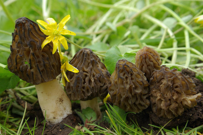Photo of Morchella quercus-ilicis var. kakiicolor PhC 218 v1.0