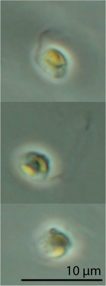 Ochromonas sp. CCMP1393
