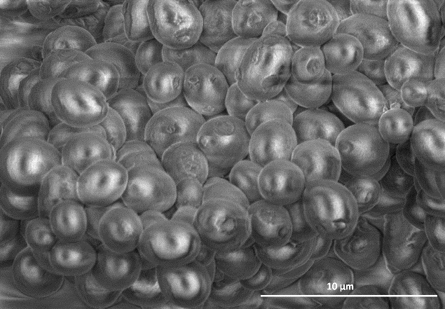 Scanning Electron Micrograph of fixed P. laurentii strain 5307AH