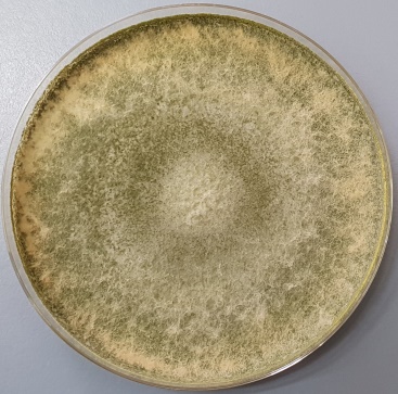 T. atroviride strain P1 grown on PDA (25° C, 5 days).