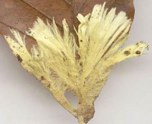 Xenasmatella vaga (syn:Phlebiella sulphurea)
Attribution: Malcolm Storey
<a href="http://creativecommons.org/licenses/by-nc-sa/3.0/">Creative Commons Attribution Non Commercial Share Alike 3.0 (CC BY-NC-SA 3.0)</a>
Source: BioImages - the Virtual Fieldguide (UK)