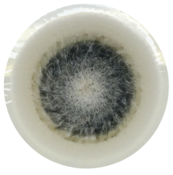Xylariales sp. PMI_506 (1113385)